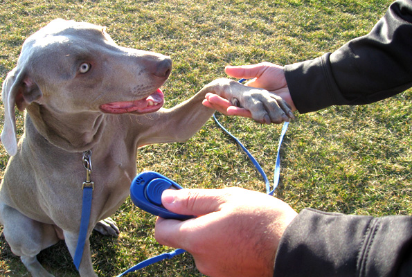 clicker training puppy