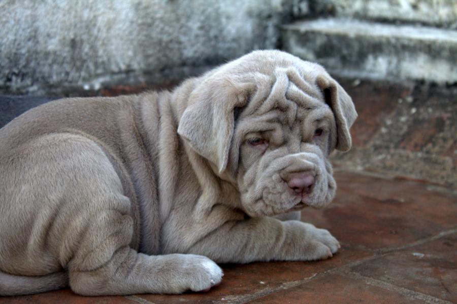 gray mastiff puppies