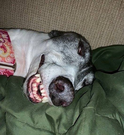 do dogs love peanut butter