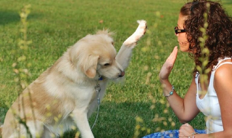 Can You Train Your Dog To Have Fun 