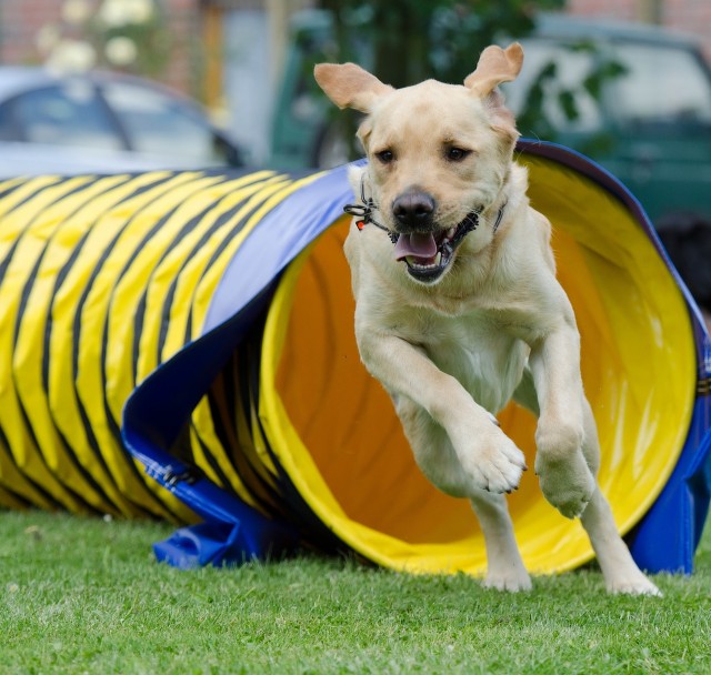 Dog Agility Training Fun For Dogs and Their Owners Love My Dog Blog