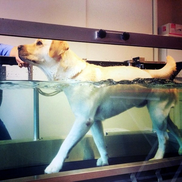 The Benefits of Canine Hydrotherapy Love My Dog Blog